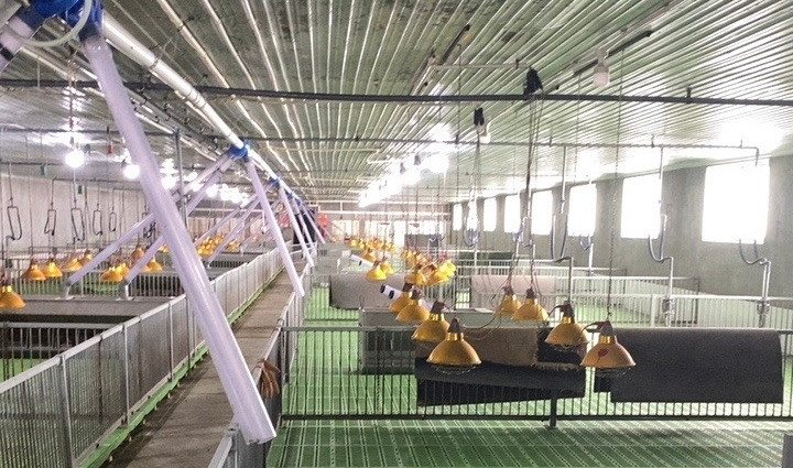 Toàn bộ số heo gần 30.000 con đã được di chuyển khỏi trang trại để xử lý sự cố môi trường. Toàn bộ số heo gần 30.000 con đã được di chuyển khỏi trang trại để xử lý sự cố môi trường.