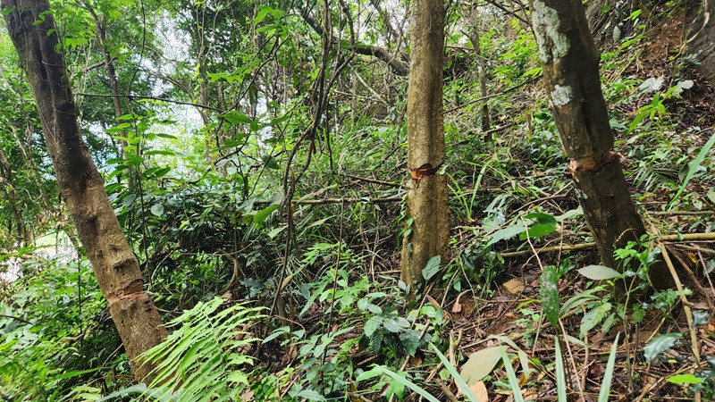 Nhiều cây bị chặt gãy, nhiều cây bị chặt một phần thân cây