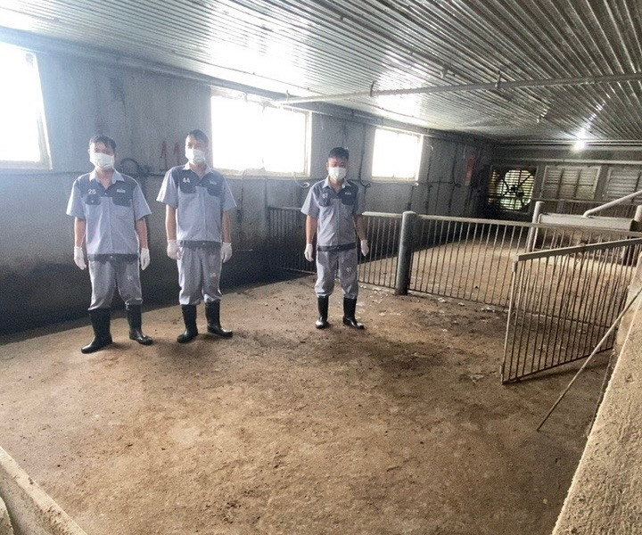 Các khu chuồng tại trại heo đã sạch bóng, không còn một con heo nào. Các khu chuồng tại trại heo đã sạch bóng, không còn một con heo nào.