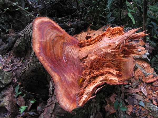 Một gốc nghiến bị đốn hạ ở VQG Ba Bể hồi tháng 6-2012. Ảnh: Tuấn Nguyễn