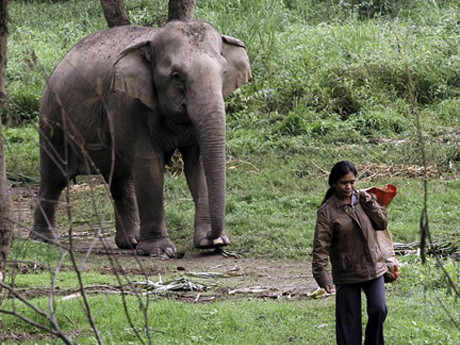 Một người phụ nữ nhặt phân voi để lấy hạt cà phê tại vùng Tam Giác Vàng. Ảnh: AP. Một người phụ nữ nhặt phân voi để lấy hạt cà phê tại vùng Tam Giác Vàng. Ảnh: AP