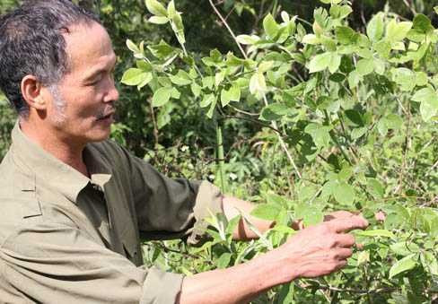 Bí ẩn loài nấm đắt như vàng ròng trên dãy Hoàng Liên Sơn ảnh 1