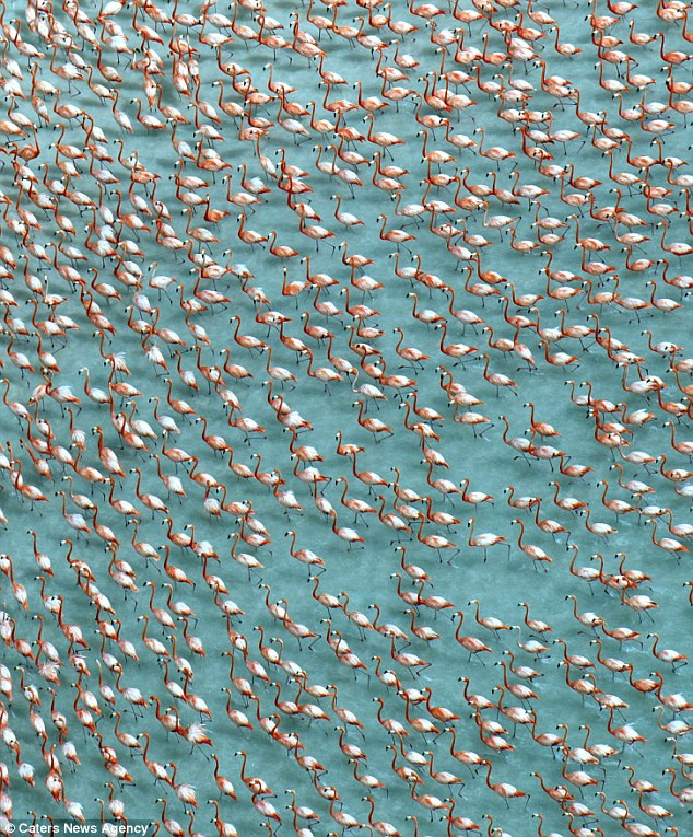 Hàng ngàn chú chim Hồng hạc di chuyển trên dòng sông xanh