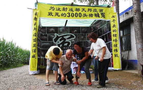 Người đàn ông này đang khóc trước đám tang của đàn lợn. Người đàn ông này đang khóc trước đám tang của đàn lợn