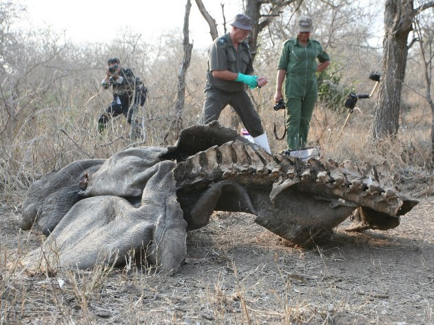 Tê giác bị giết, lấy sừng ở Nam Phi