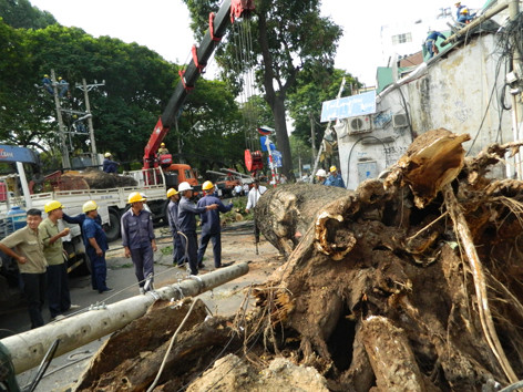 Công nhân Công ty Công viên cây xanh xử lý sự cố cây đổ trên đường Võ Thị Sáu. Năm 2013, ngân sách chi hơn 500 tỷ đồng duy trì mảng xanh. Ảnh: LT. Công nhân Công ty Công viên cây xanh xử lý sự cố cây đổ trên đường Võ Thị Sáu. Năm 2013, ngân sách chi hơn 500 tỷ đồng duy trì mảng xanh. Ảnh: LT