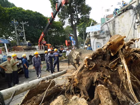 Công nhân Công ty Công viên cây xanh xử lý sự cố cây đổ trên đường Võ Thị Sáu. Năm 2013, ngân sách chi hơn 500 tỷ đồng duy trì mảng xanh. Ảnh: LT