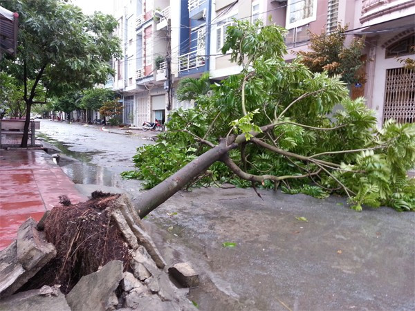 Cây xanh bật gốc trên đường Tôn Đức Thắng, quận Lê Chân, Hải Phòng. Ảnh: Hoàn Nguyễn (Zing)