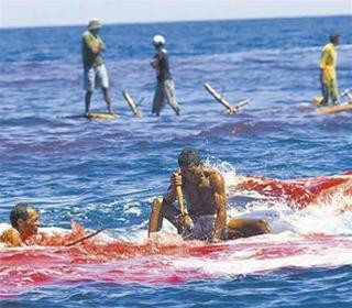 Một con cá voi hung dữ vừa bị bắt Cảnh dân làng xẻ thịt cá voi Một người phụ nữ với tảng thịt cá voi trên đường ra chợ bán (Bild) Một con cá voi hung dữ vừa bị bắt Cảnh dân làng xẻ thịt cá voi Một người phụ nữ với tảng thịt cá voi trên đường ra chợ bán (Bild)