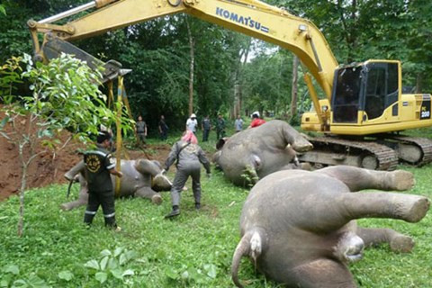 Ba con voi bị điện giật chết ảnh 1