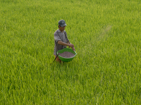 Nạn phân bón giả gây thiệt hại lớn cho nông dân. Ảnh: Phương Chăm. Nạn phân bón giả gây thiệt hại lớn cho nông dân. Ảnh: Phương Chăm