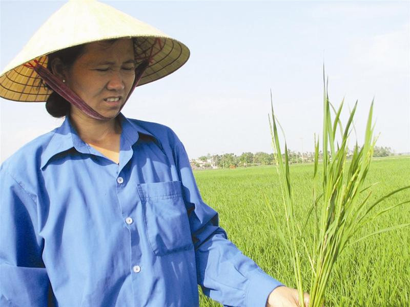 Một nông dân phát khóc khi nhổ từng khóm lúa đang làm đòng, trổ bông bất thường