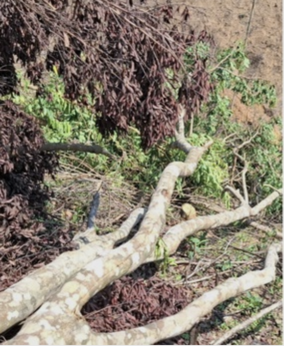 Nhiều cây rừng tự nhiên phòng hộ thuộc lâm phần Ban Quản lý rừng phòng lưu vực sông Bến Hải bị cưa hạ. Nhiều cây rừng tự nhiên phòng hộ thuộc lâm phần Ban Quản lý rừng phòng lưu vực sông Bến Hải bị cưa hạ.