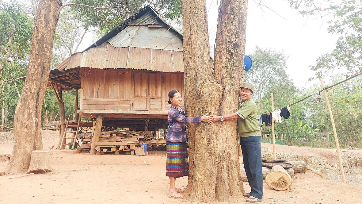 Cây giáng hương trong vườn nhà ông Hồ Xuân Deng, thôn A Quan, xã Lìa, huyện Hướng Hóa, tỉnh Quảng Trị đang phát triển tốt, thân to bằng 2 vòng tay người lớn. Ảnh: Bảo Bình Cây giáng hương trong vườn nhà ông Hồ Xuân Deng, thôn A Quan, xã Lìa, huyện Hướng Hóa, tỉnh Quảng Trị đang phát triển tốt, thân to bằng 2 vòng tay người lớn. Ảnh: Bảo Bình