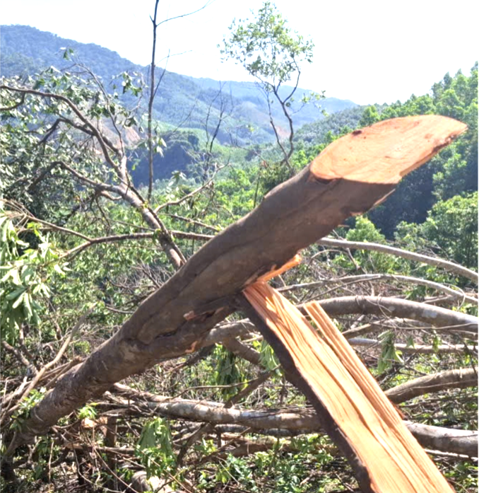 Cây rừng tự nhiên bị đốn hạ. Ảnh: BQL Cây rừng tự nhiên bị đốn hạ. Ảnh: BQL