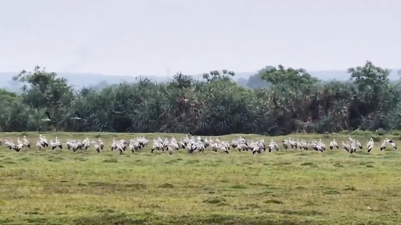 Hàng trăm con cò nhạn bất ngờ xuất hiện ở huyện Cam Lộ, tỉnh Quảng Trị