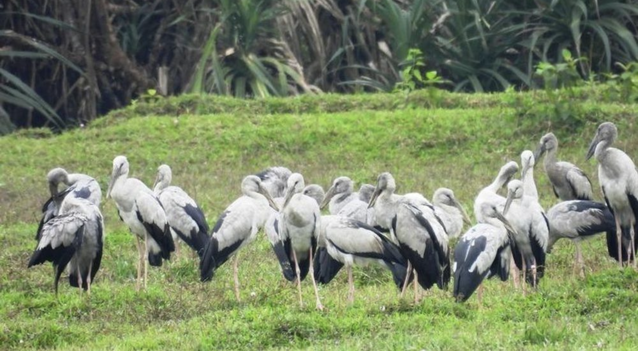 Cò nhạn, một loài chim hoang dã quý hiếm Cò nhạn, một loài chim hoang dã quý hiếm