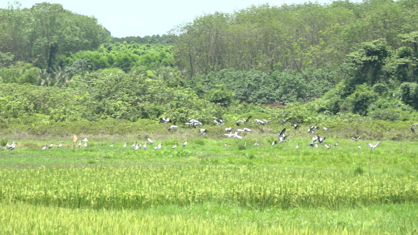 Đàn cò nhạn xuất hiện trên cánh đồng lúa ở xã Trung Nam, huyện Vĩnh Linh Đàn cò nhạn xuất hiện trên cánh đồng lúa ở xã Trung Nam, huyện Vĩnh Linh