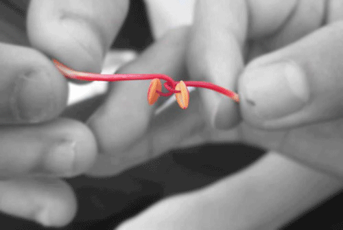 Kéo co bằng nhị hoa dâm bụt.