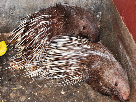 Ảnh: Loại nhím he từng được lùng mua