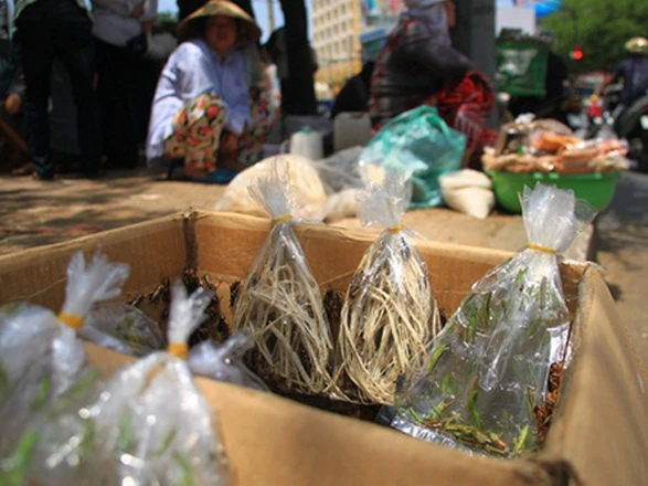 Góc phố nhỏ chuyên bán sâu bọ, cào cào, châu chấu... bên hông Thuận Kiều Plaza (đường Hồng Bàng, Q.5. 