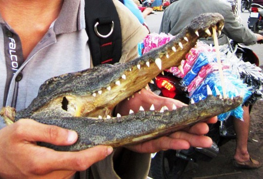 TPHCM: Tràn lan thịt cá sấu lề đường giá 50 ngàn/kg ảnh 1