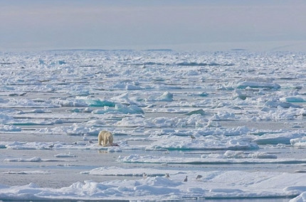 Khi chiếc thuyền tiếp cận, con gấu lớn đã kéo xác gấu con đi xa. 