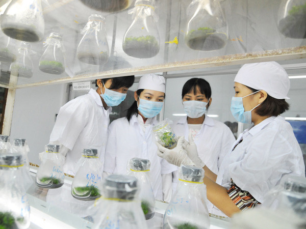 Cần những vườn ươm, đặc khu nhân tài tại Việt Nam. Ảnh: Hồng Vĩnh