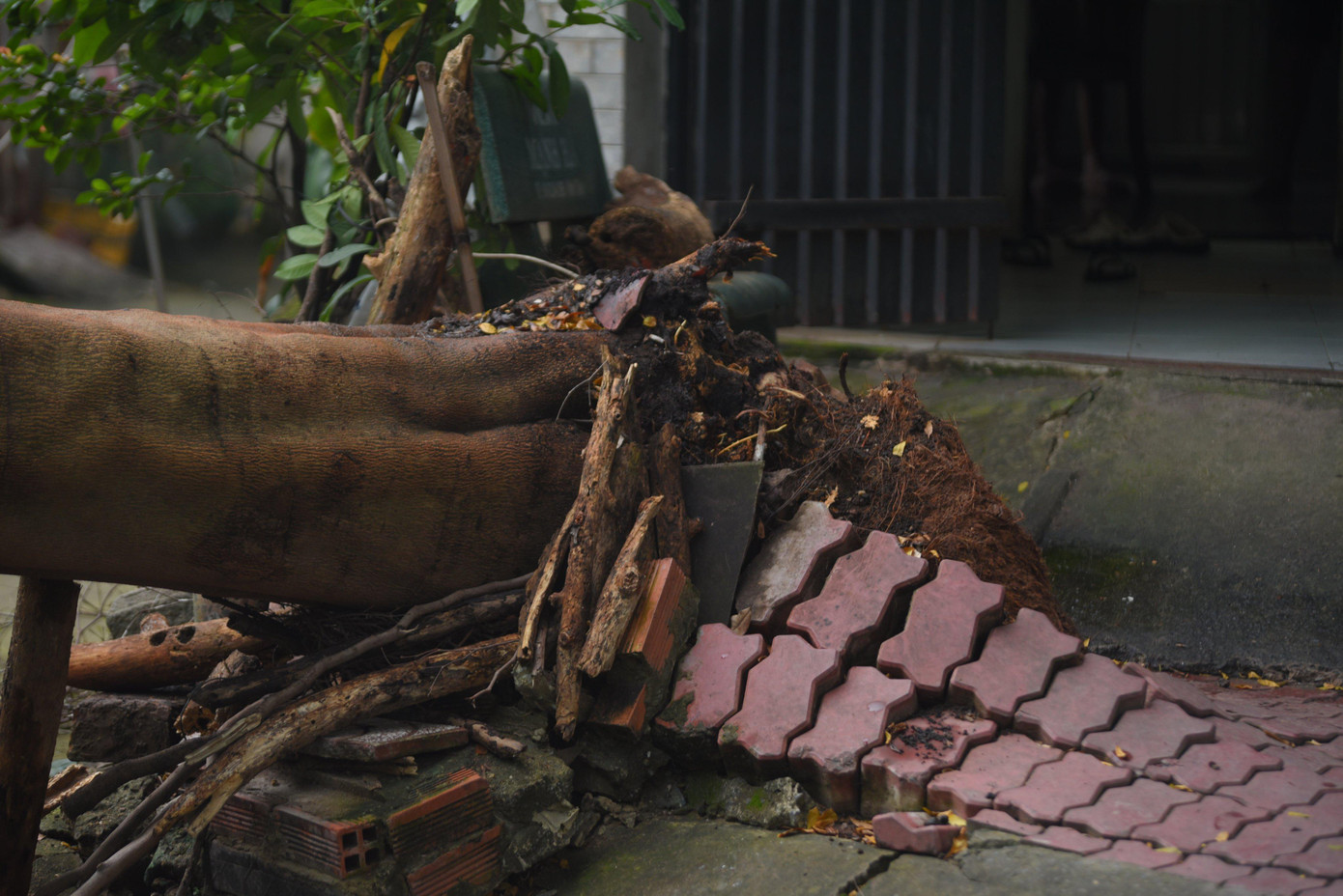 Cây bàng nhật có đường kính thân khoảng 50cm.