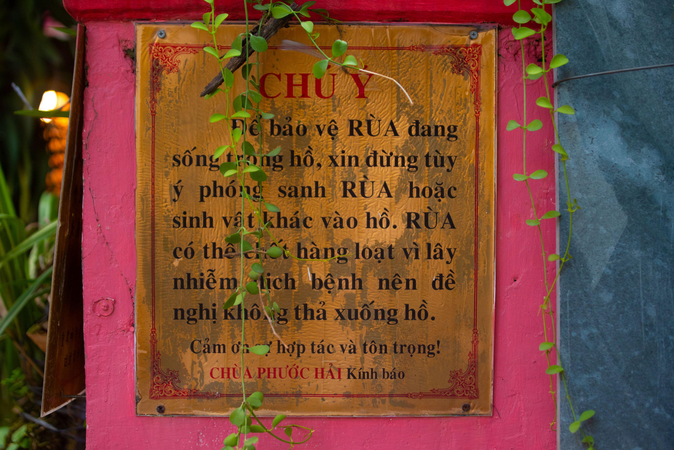 Đại diện chùa Ngọc Hoàng cho biết, mặc dù nhà chùa đã khuyến cáo không phóng sinh rùa nhưng nhiều người vẫn mang rùa tới đây thả. Việc phóng sinh này không những không tạo phúc mà còn tiếp tay cho hành vi mua bán động vật quý hiếm, vi phạm pháp luật...