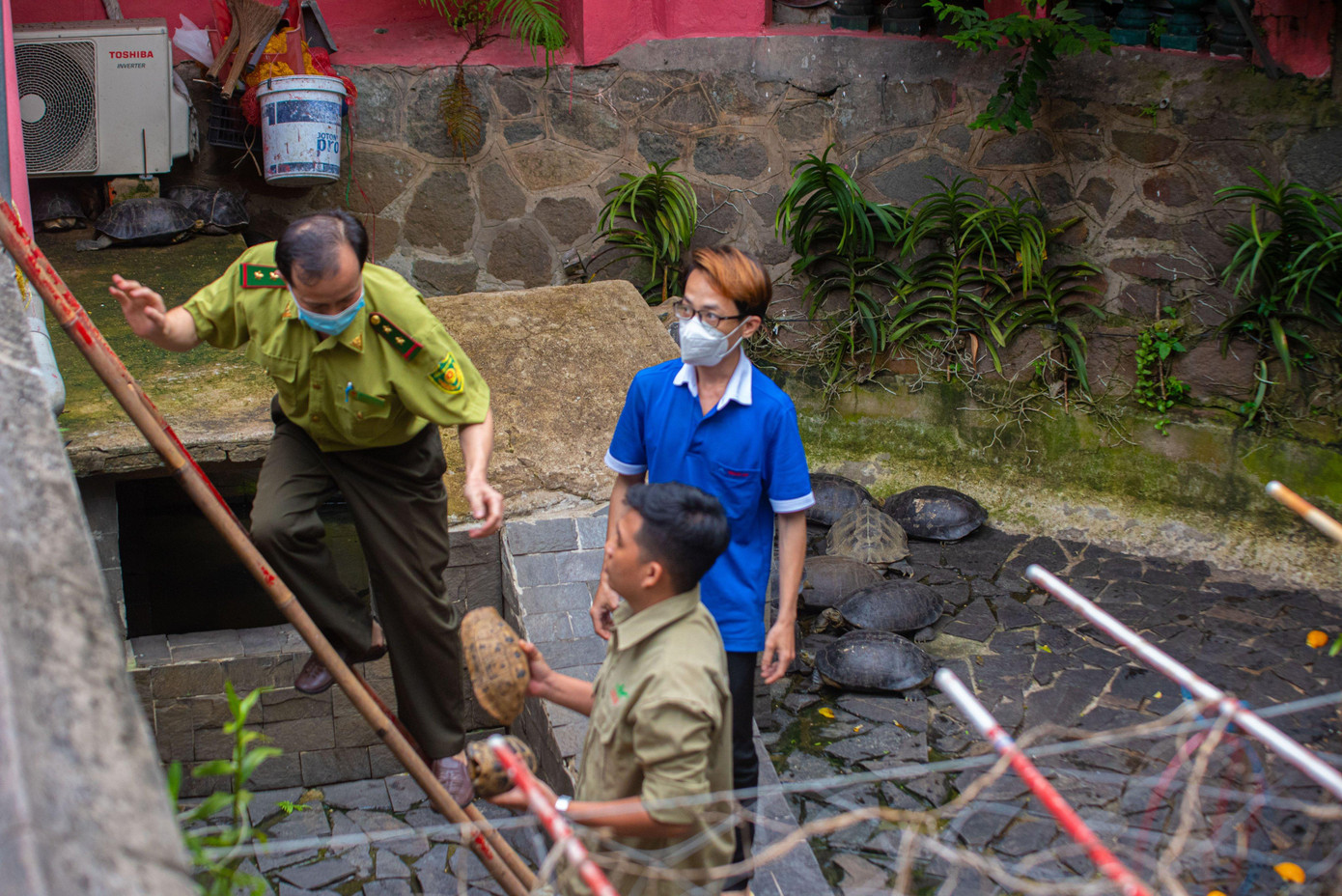 Chiều 5/10, đại diện chùa Ngọc Hoàng (Phước Hải Tự), quận 1 đã bàn giao 62 cá thể rùa được người dân phóng sinh cho nhân viên Chi cục Kiểm lâm TPHCM.