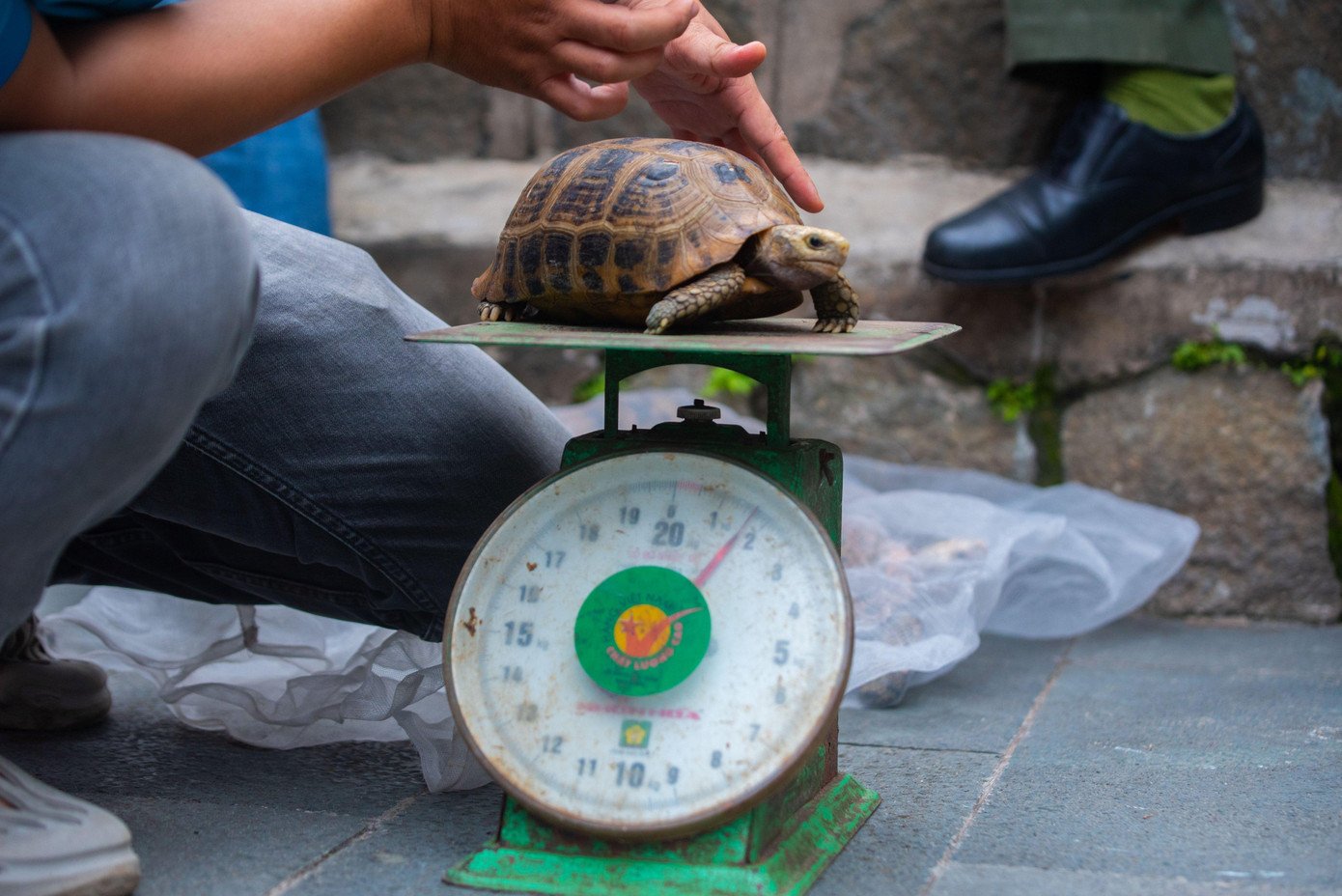 Mỗi con được cân trọng lượng, phân loại trước khi bỏ vào túi đưa về Trạm cứu hộ động vật hoang dã Củ Chi chăm sóc để thả về tự nhiên.