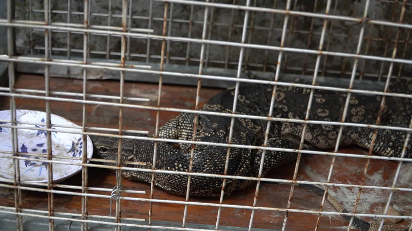 Cá thể kỳ đà hoa đực, có trọng lượng khoảng 4,4kg, dài hơn 0,5m được Chi cục kiểm lâm TPHCM tiếp nhận. Cá thể kỳ đà hoa đực, có trọng lượng khoảng 4,4kg, dài hơn 0,5m được Chi cục kiểm lâm TPHCM tiếp nhận.