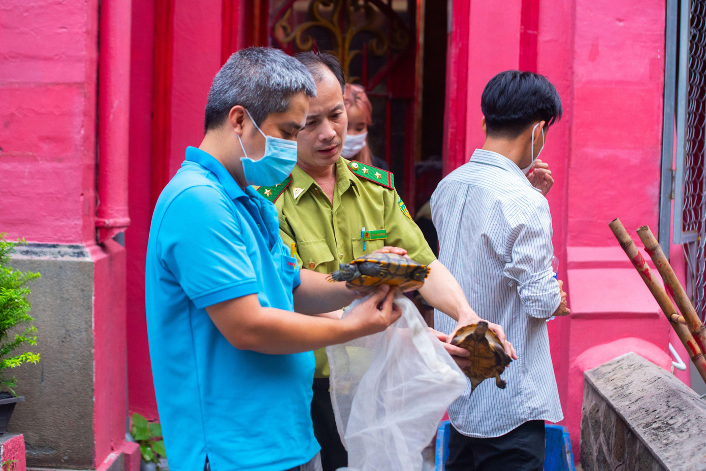 Các cá thể rùa này sẽ được cơ quan chức năng đưa về Trạm cứu hộ động vật hoang dã Củ Chi chăm sóc để thả về tự nhiên.