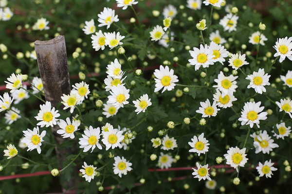  Hoa cúc họa mi chỉ nở một mùa duy nhất trong năm, thời gian nở lại rất ngắn, chỉ 2-3 tuần rồi hết