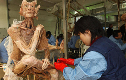 Ngoài VN, triển lãm xác người từng có ở 60 thành phố đều gây tranh cãi ảnh 1