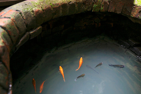 Nước giếng hiện tại vẫn còn trong và gia đình ông Ngọc vẫn đang sử dụng. Thường thì người ta không nuôi cá trong thời kỳ khan hiếm nước vì sợ mùi tanh