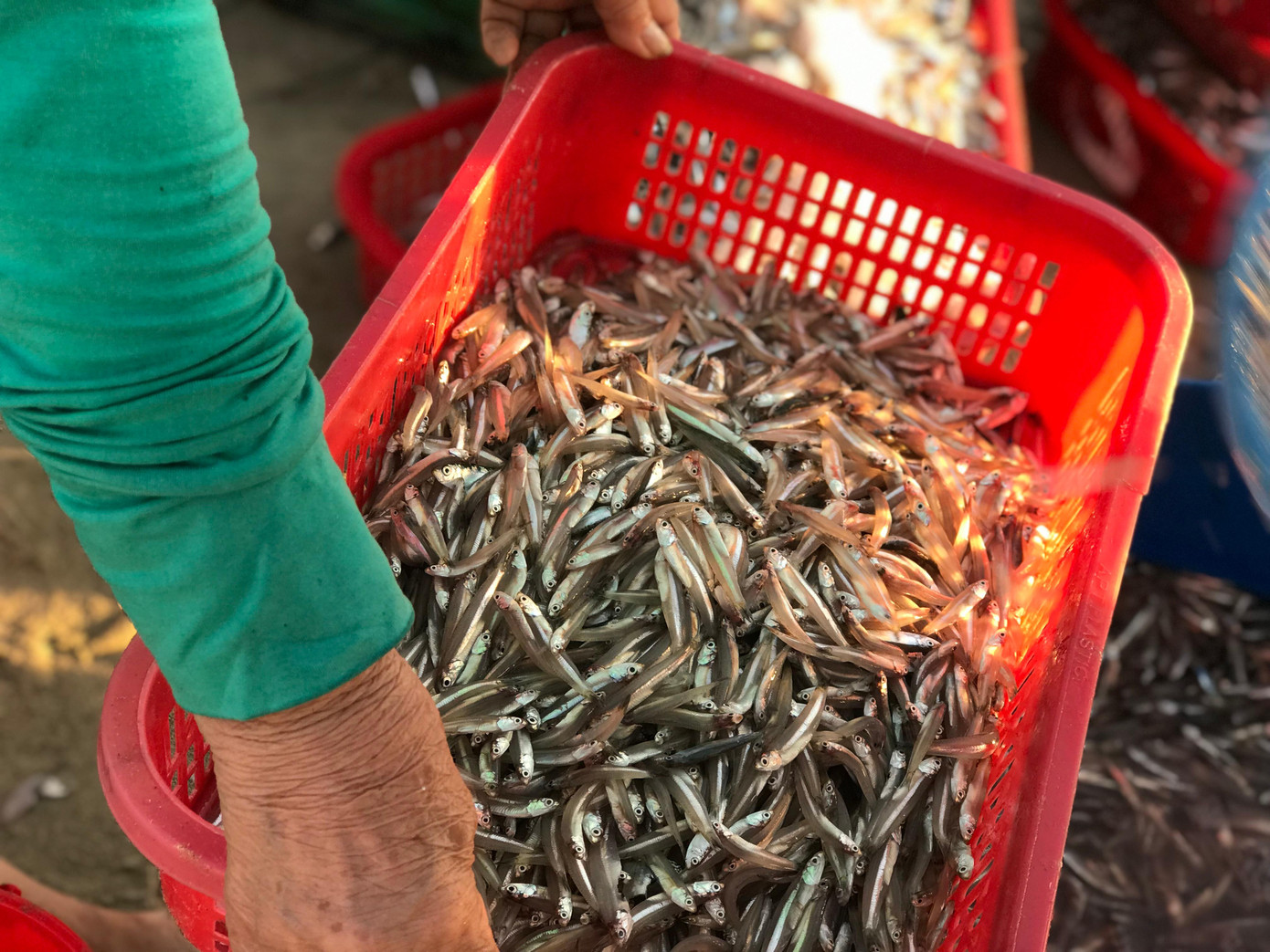 Chị Lê Thị Tình, ngư dân phường Thọ Quang chia sẻ: "Dịp này, giá xăng dầu tăng nhưng được cái tàu ra khơi trong thời gian khoảng 2 ngày là có thể thu về 2-3 tấn cá cơm. Giá cá đang ở mức 15-25 nghìn đồng/kg, lại có người thu mua ngay nên ngư dân phấn khởi lắm”. Chị Lê Thị Tình, ngư dân phường Thọ Quang chia sẻ: "Dịp này, giá xăng dầu tăng nhưng được cái tàu ra khơi trong thời gian khoảng 2 ngày là có thể thu về 2-3 tấn cá cơm. Giá cá đang ở mức 15-25 nghìn đồng/kg, lại có người thu mua ngay nên ngư dân phấn khởi lắm”.