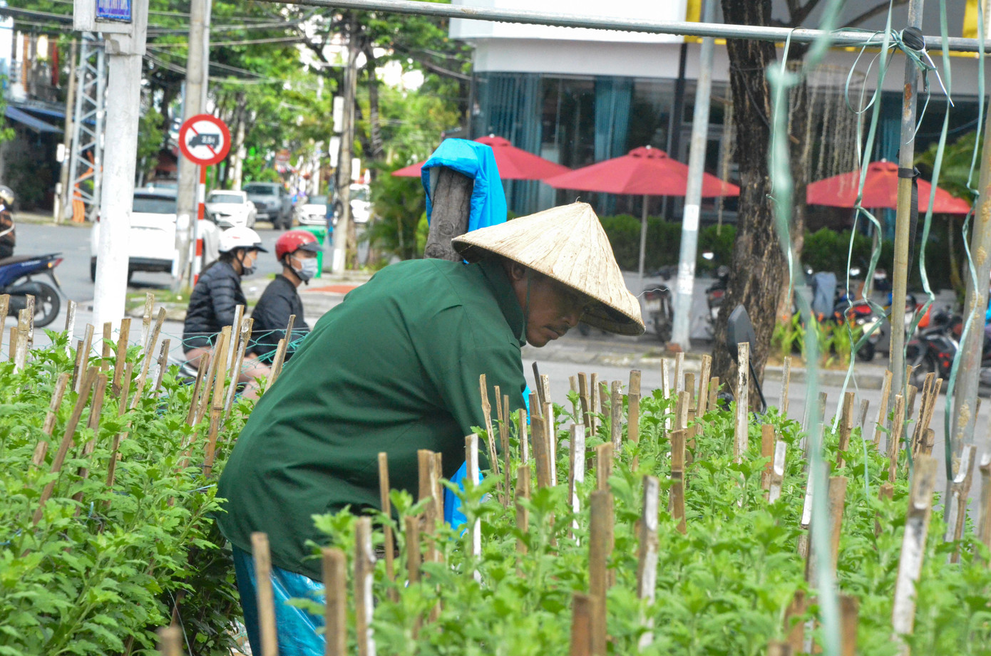 Ghi nhận tại các làng hoa Đà Nẵng, năm nay, ngoài trồng các loài cúc kim, vạn thọ truyền thống, nhiều nông dân còn xuống giống hàng ngàn chậu ly ly, cúc đại đóa và cúc pha lê đa dạng kích cỡ với số lượng.