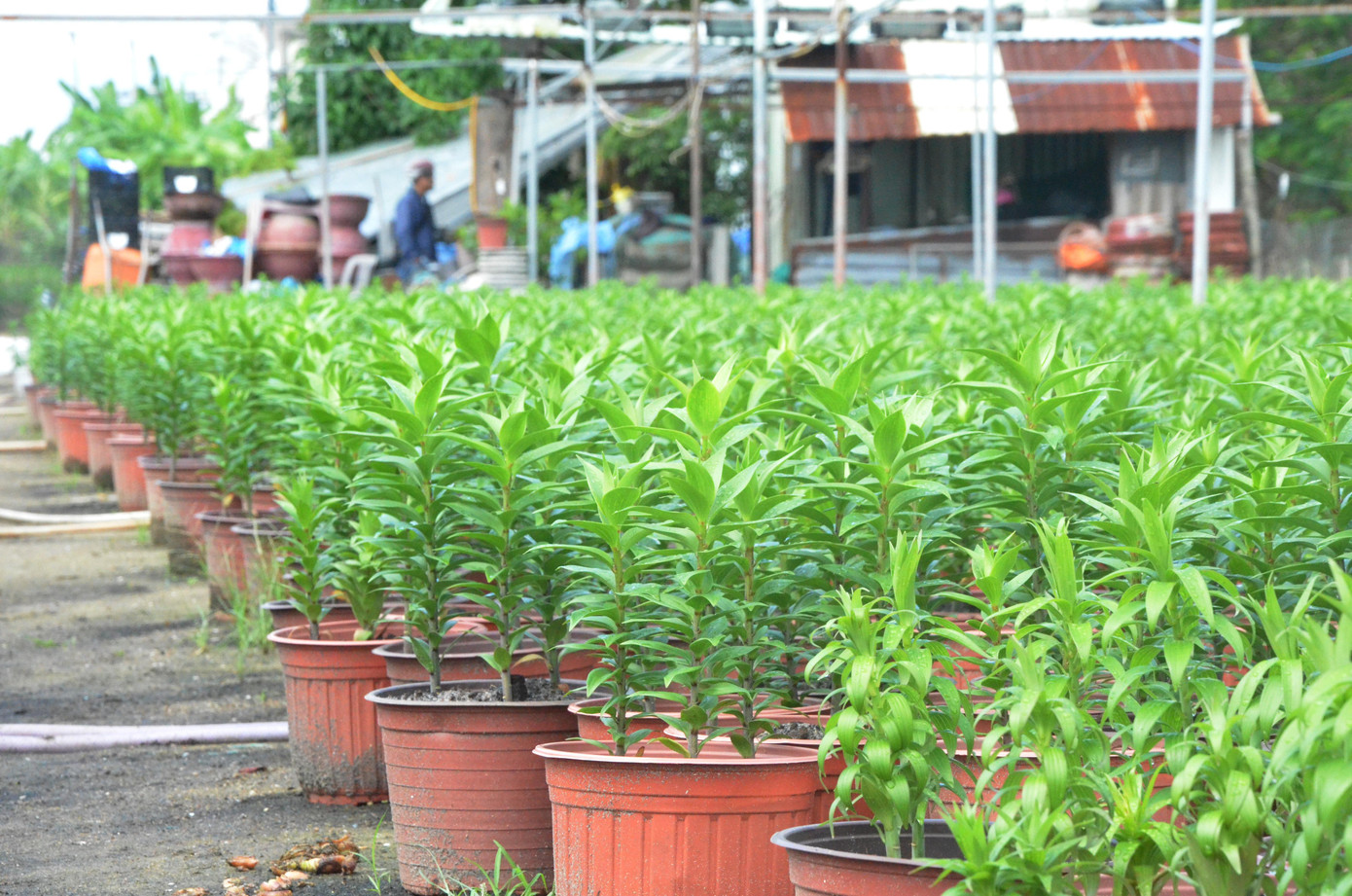 So với năm ngoái, người dân mạnh dạn đầu tư nhiều cây hoa mới, có giá trị nhằm giảm rủi ro nếu không bán được hàng trong dịp Tết.