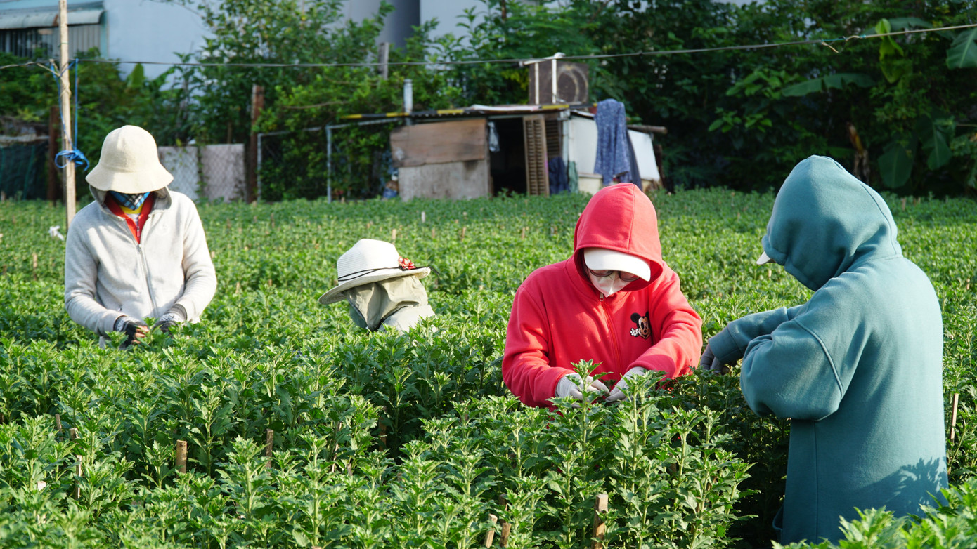 Dịp này, sinh viên Đà Nẵng có thể kiếm triệu để trang trải cuộc sống nhờ làm thời vụ hoa Tết.