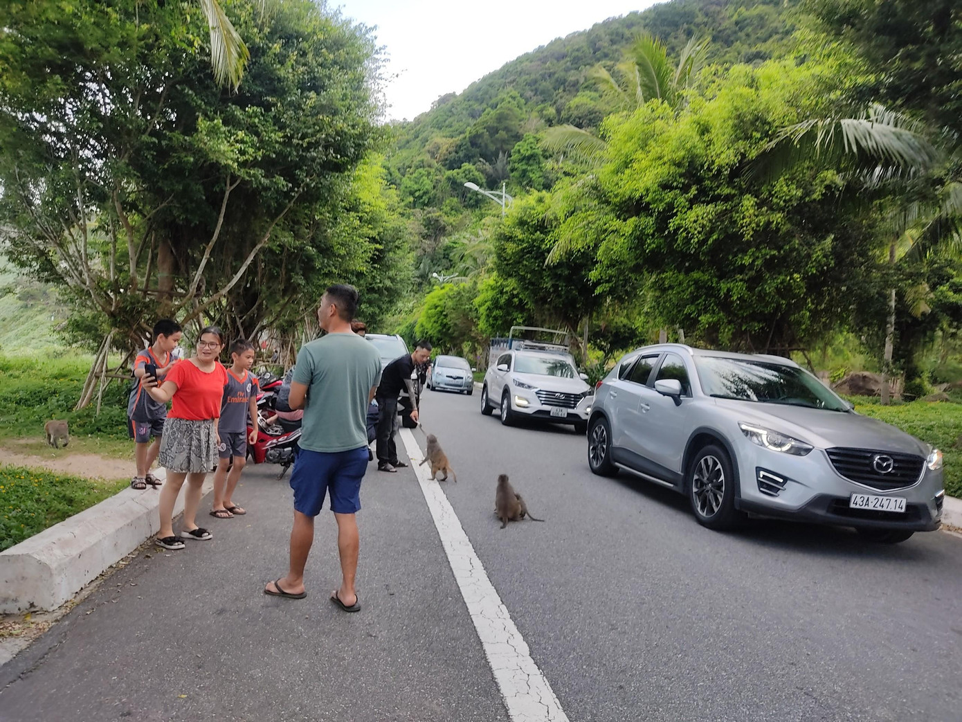 Đàn khỉ ăn mọi thức ăn được cho, từ trái cây đến bánh kẹo...