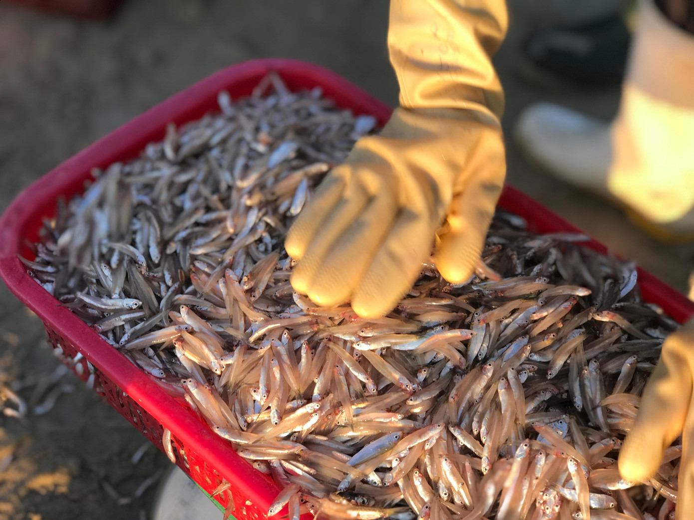 Trúng mùa cá cơm, hàng chục lao động hành nghề chở cá thuê, gánh cá, chế biến nước mắm, trụng cá cũng vui vì có việc làm, tăng thu nhập. Trúng mùa cá cơm, hàng chục lao động hành nghề chở cá thuê, gánh cá, chế biến nước mắm, trụng cá cũng vui vì có việc làm, tăng thu nhập.