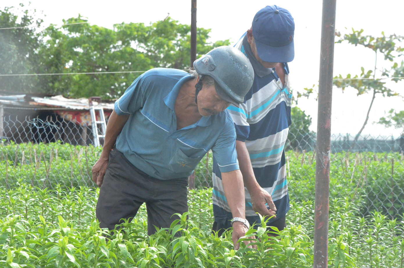 Theo nhiều chủ vườn ở xã Hòa Châu, quận Cẩm Lệ, hiện giá nhân công chăm sóc, tỉa cành trung bình 200- 250 ngàn đồng/người/ngày bao cơm, thế nhưng vẫn không tìm đủ do phần lớn lao động trẻ ở địa phương đã đi làm ở các khu công nghiệp.