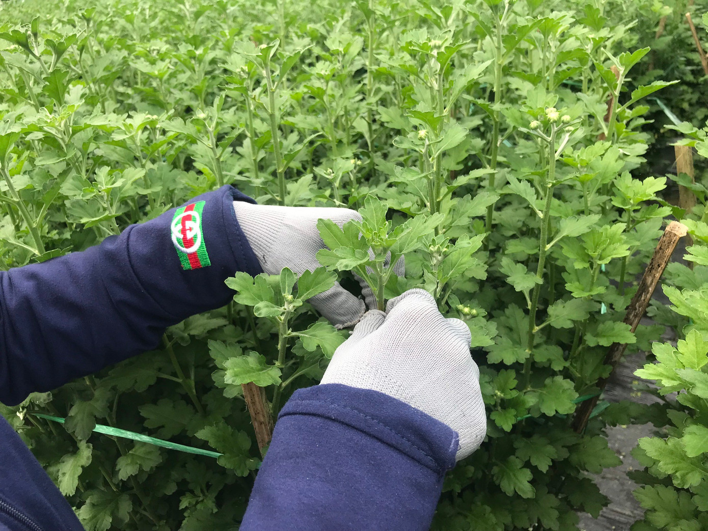 Mỗi cây hoa cúc sẽ ngắt bỏ từ 3 - 4 nụ, chỉ chừa lại duy nhất một nụ cái (bông to nhất).