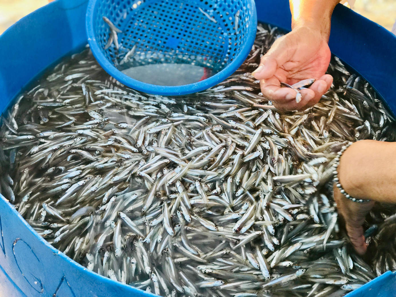 Cá cơm được đựng trong phi nhựa có chứa nước biển để giữ độ tươi cho cá. Cá cơm được đựng trong phi nhựa có chứa nước biển để giữ độ tươi cho cá.