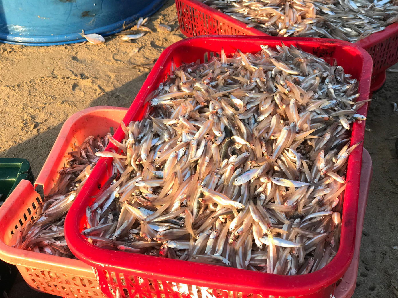 Mỗi năm có 2 vụ cá cơm, vụ đầu từ tháng giêng đến tháng 2 âm lịch, cá xuất hiện vào ban đêm là chủ yếu. Còn vụ thứ hai từ tháng 7 đến tháng 8 âm lịch, cá lại xuất hiện vào ban ngày. Năm nay, vụ cá xuất hiện nhiều, ngư dân trúng đậm. Mỗi năm có 2 vụ cá cơm, vụ đầu từ tháng giêng đến tháng 2 âm lịch, cá xuất hiện vào ban đêm là chủ yếu. Còn vụ thứ hai từ tháng 7 đến tháng 8 âm lịch, cá lại xuất hiện vào ban ngày. Năm nay, vụ cá xuất hiện nhiều, ngư dân trúng đậm.