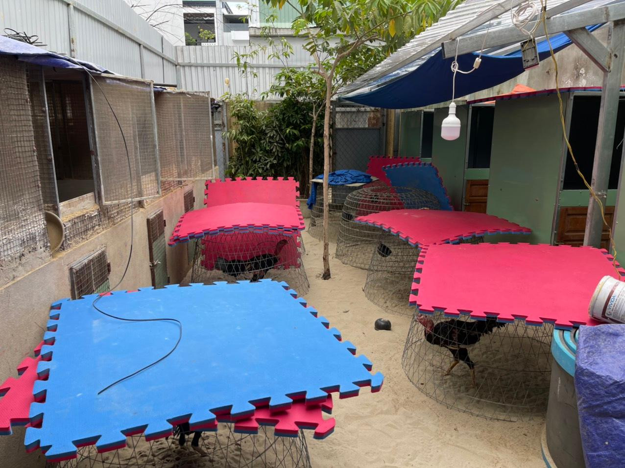 Hùng đã xây hẳn 1 nơi chuyên chăm sóc và luyện tập gà đá ngay sau nhà. Ảnh: CA