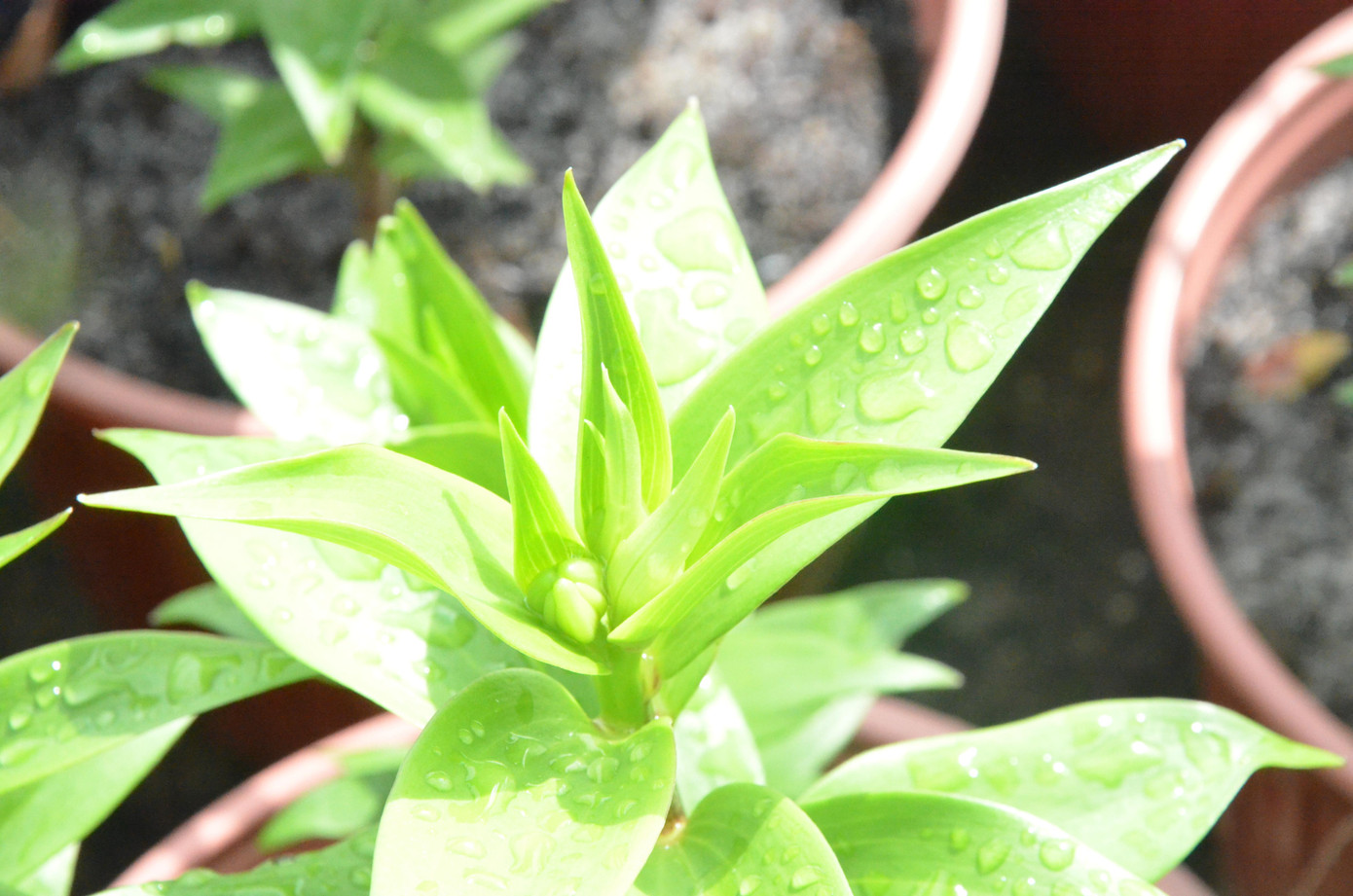 Do điều kiện thời tiết, hàng ngàn cây hoa ly trong vườn các vườn hoa ở quận Cẩm Lệ đã ra nụ.