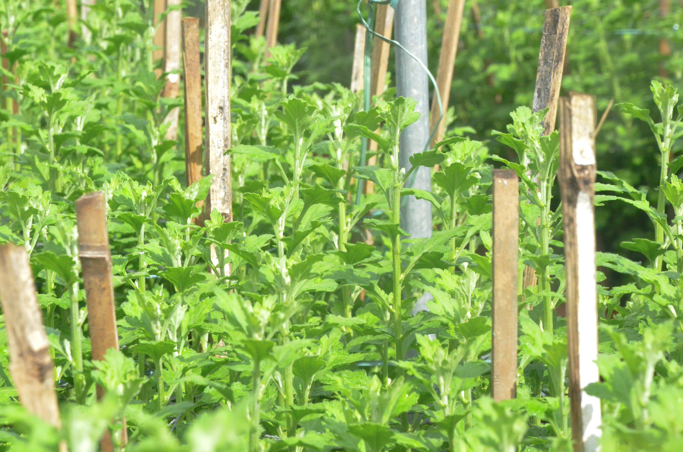 “Khoảng giữa tháng 11 âm lịch tôi sẽ cắt điện, để cây cúc ra búp sớm, dành sức cho cây phát triển chiều cao, khi đó cúc sẽ cho hoa kịp phục vụ người dân Tết Quý Mão", ông Sơn cho hay.